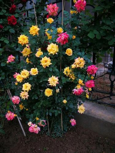 惊艳| 群开的藤彩虹:花量超大,多彩又壮观