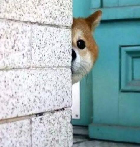 跟别人玩腻了就回来 我等你 - 斗图表情包 - 斗图神器 - adoutu.com