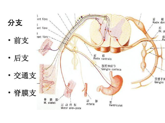 解剖学 脊神经ppt