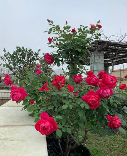 中国古老月季"紫荷",一点不输欧月日月,花美香浓,四季