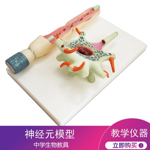 神经元模型初中初中生生物教具教学仪器教学仪器