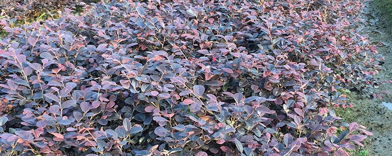 一米五红花继木球价格多少钱一棵