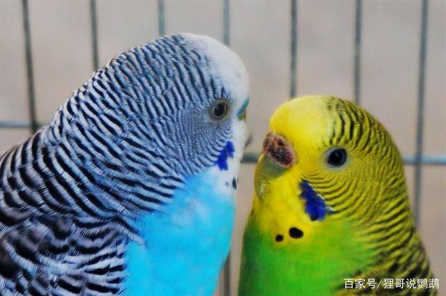 狸哥说:虎皮鹦鹉发情期的特征及可以繁殖的几种表现