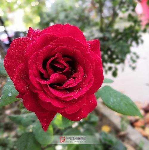 带露水的玫瑰