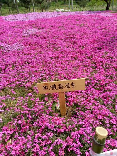 花海名〃地被福禄考