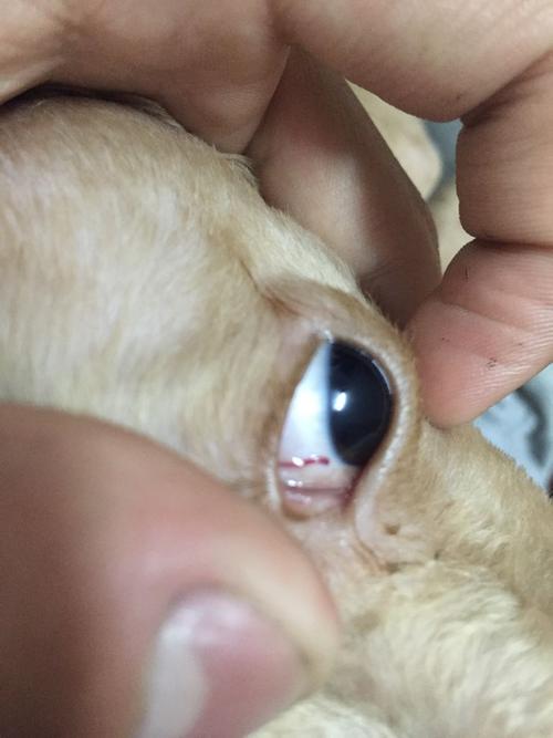 狗狗眼睛里面有个红色的东西.那是寄生虫还是血丝啊?