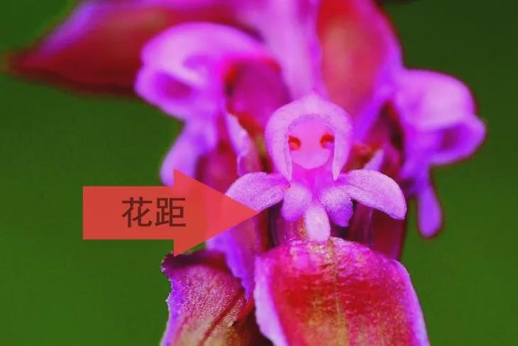 国家Ⅱ级濒危物种唇瓣花距犹如鸟爪的兰科鸟足兰