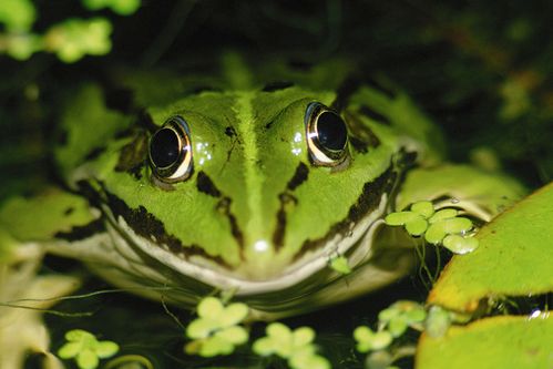 青蛙图片大全高清真实大图欣赏