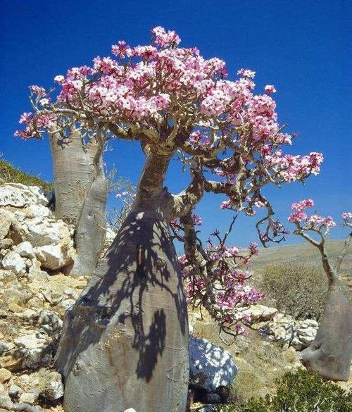 更重要的是:沙漠玫瑰抗旱耐高温,40℃高温晒不死它,碰土就活,比绿萝