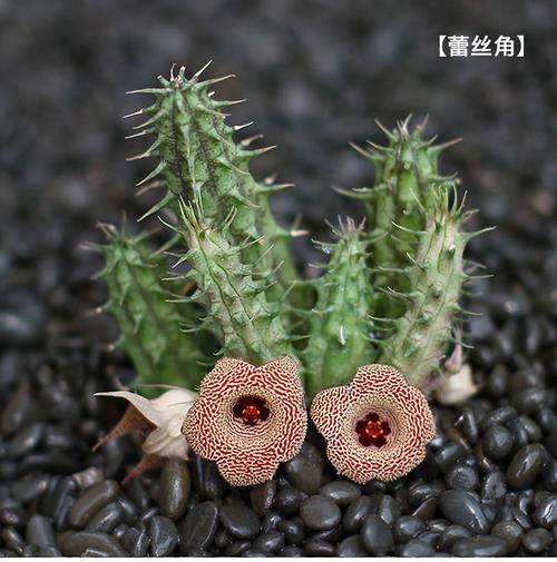 植物员外萝藦科阿修罗毛茸角大花犀角波斯地毯多肉植物组合盆栽