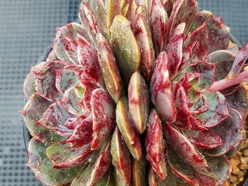 多肉圣路易斯,浓到化不开的美,太吸引眼球,夏季也可全