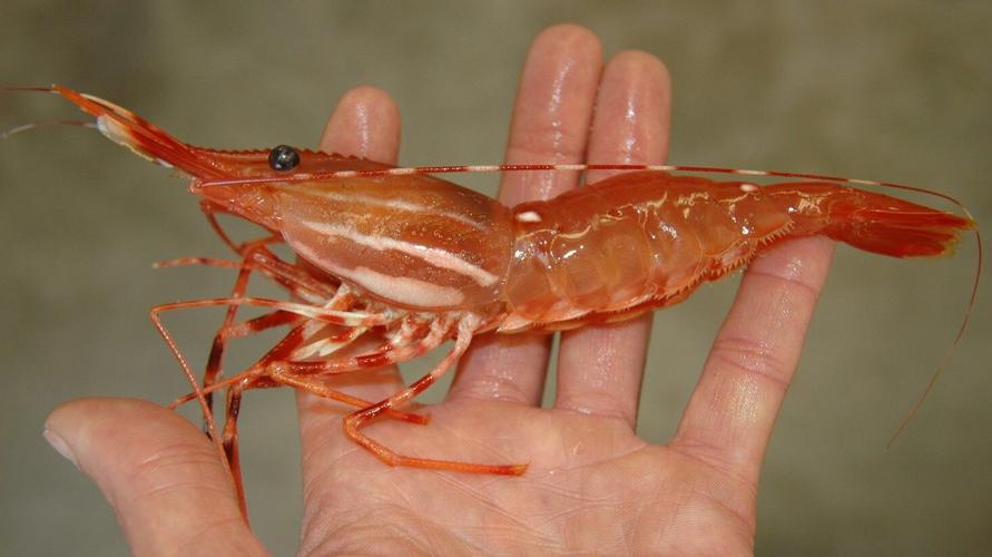 美丽鲜嫩弹牙 肉质丰满 珍贵的斑点虾 简单制作突出本味 又鲜又美