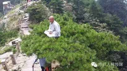 九华山再现神奇 高僧坐在树顶上凌空打坐(图)