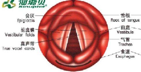 咽喉图片结构图咽喉与食道示意图正常人的咽喉实拍图