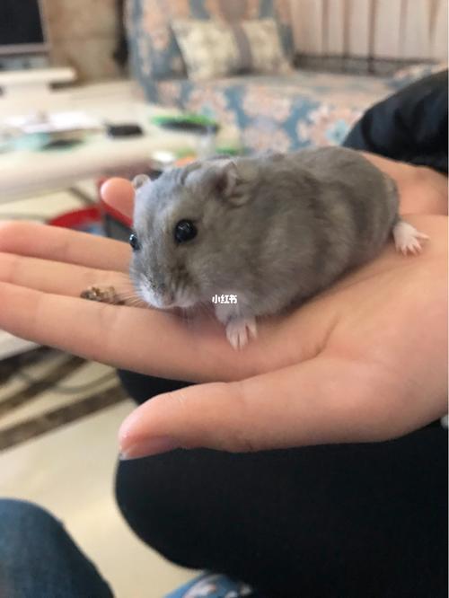 紫仓_仓鼠_宠物_宠物其他