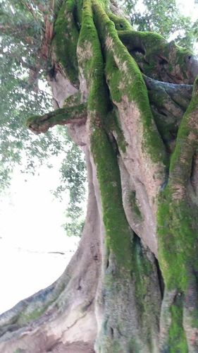 普洒河看阴阳树