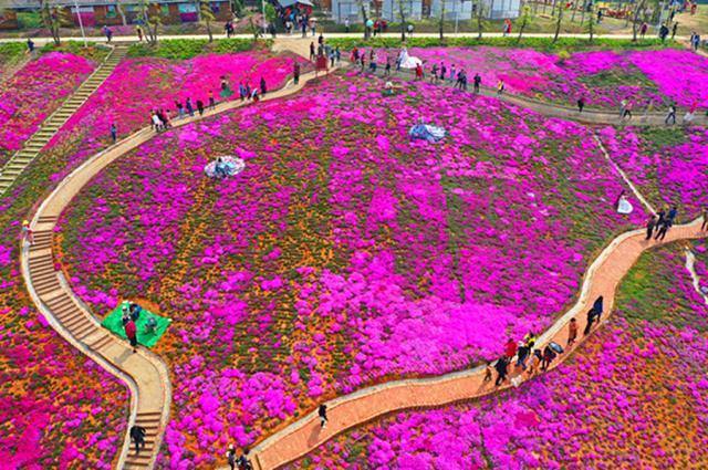 图为宜昌知音畔岛的芝樱花