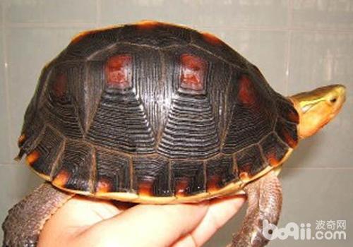 黄缘闭壳龟 详情介绍