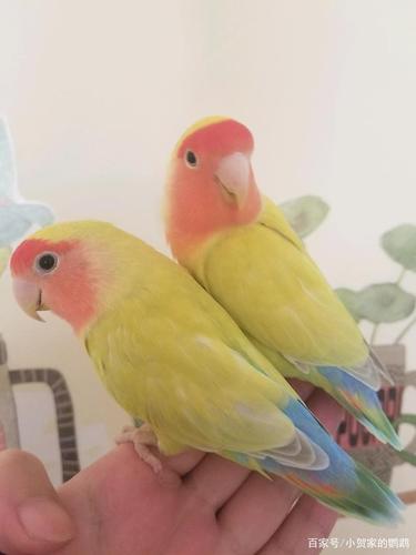 19年最初的那一对蓝腰黄桃牡丹鹦鹉