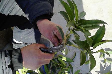 桂花树什么时候嫁接