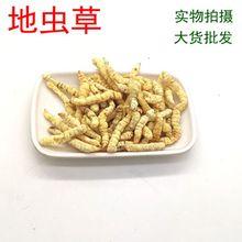 草石蚕500g地蚕土冬虫草 白虫草 泽兰根 新货手选非野生中药材粉
