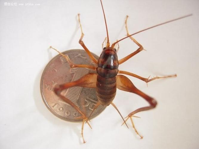 难道是新变异的油葫芦? 就是看图片好