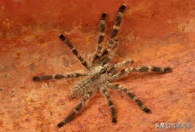 看到这些蜘蛛能躲多远躲多远世界上最危险的蜘蛛top15
