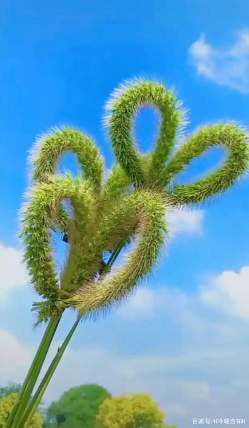 手机拍摄的狗尾巴草