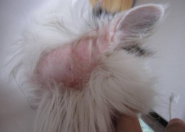 猫咪的皮炎有很多种,有猫癣引起的皮炎,一般会有结痂,且为整块区域非