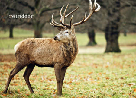 单词解析: 1,reindeer 读音:英 ["rend(r)] 美 ["rendr]     n.