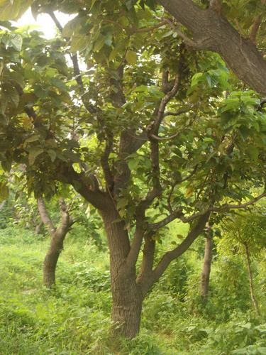 供应古桑树10----25大型桑树园林桑树