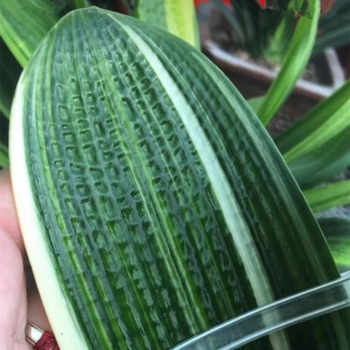 花姬长春钢板麻脸君子兰彩兰精品小苗水晶瓷白墨绿粗筋坑纹爆管殿堂级