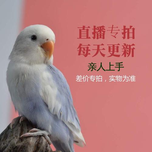精选手养紫伊莎黄桃花桃牡丹鹦鹉雏鸟宠物鸟亲人观赏成年幼鸟活体