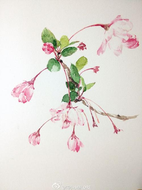 水彩过程#【 垂丝海棠】~好爱这个花儿,路上新种植的