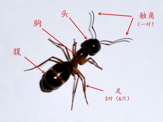 你有什么办法吗?书上p34你对蚂蚁的身体结构了解多少?