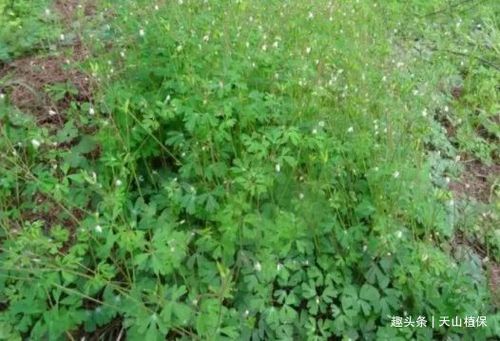 常和三叶草一起生长的植物农村叫老鼠屎草药用价值真不少