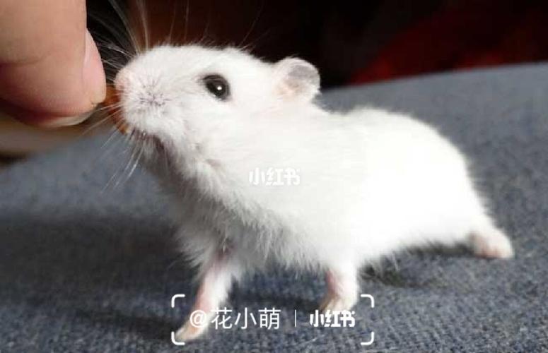 仓鼠图片银狐仓鼠