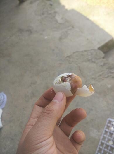 哪位专家知道鸽蛋孵化到17-18天就死了,有百分之30左右