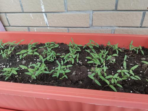 买了一些盆栽种的都不太理想,然后前段时间播种的小番茄发芽了!