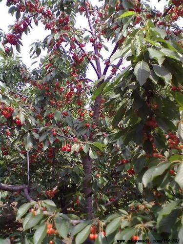 大樱桃树剪纸 手工剪纸图片大全简单-蒲城教育文学网