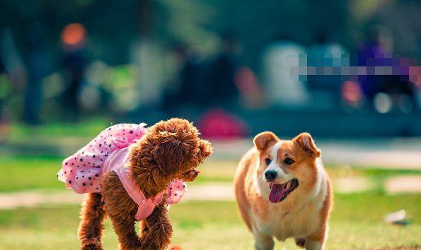 属狗人过了51岁后指望谁?尤其是1970年的,劝你最好看仔细!