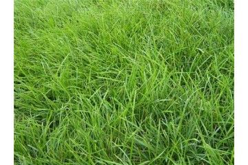 锦州高羊茅草坪之购买绿化草坪需注意问题_高羊茅草坪,高羊茅草坪价格