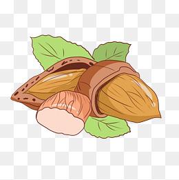 好吃的坚果的插画