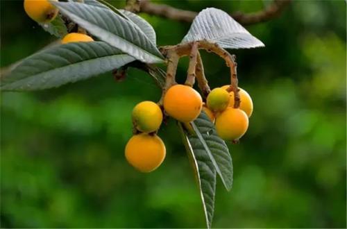 归有光为什么要种枇杷树?帮帮忙!