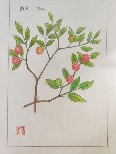 博山老年人养护院孙兆闵大爷中草药铅笔画作品展