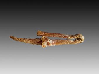 虎鞭2015年拍卖纪录