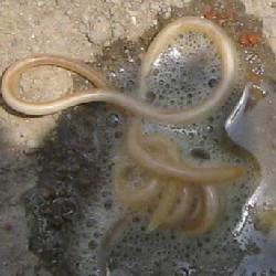 传染源为肠道蛔虫感染者及病人.蛔虫卵在感染者及病人的粪便中