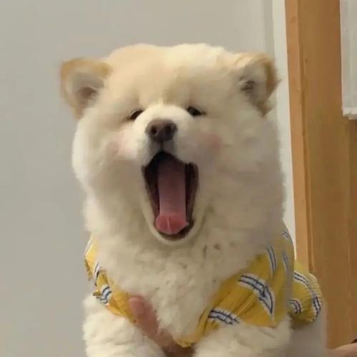 最喜欢动物头像