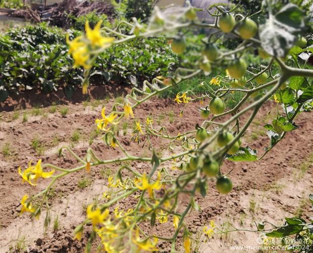 圣女果开花了