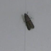 家中很多这样的小飞蛾怎么来的啊?杀了又来